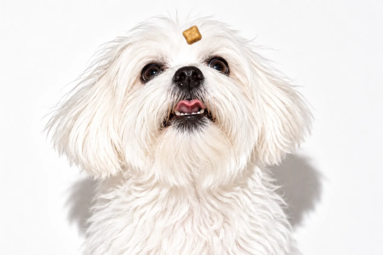 Pip, een Maltezer, probeert een snack te vangen