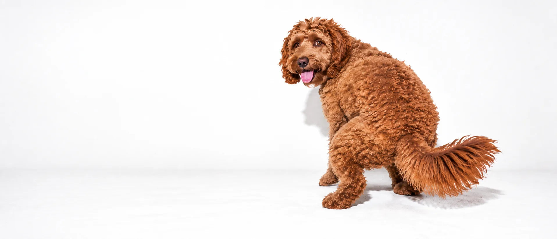 Krullende bruine hond kijkt achterom op een lichte achtergrond